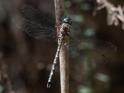 Austroaeschna multipunctata (Multi-spotted Darner)-5.jpg